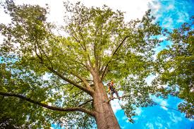 Reliable Robbins, NC Tree Removal Solutions